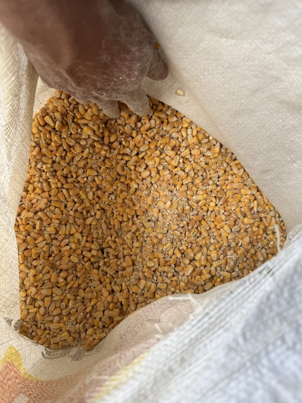 Maíz entero en grano bulto 40 kg